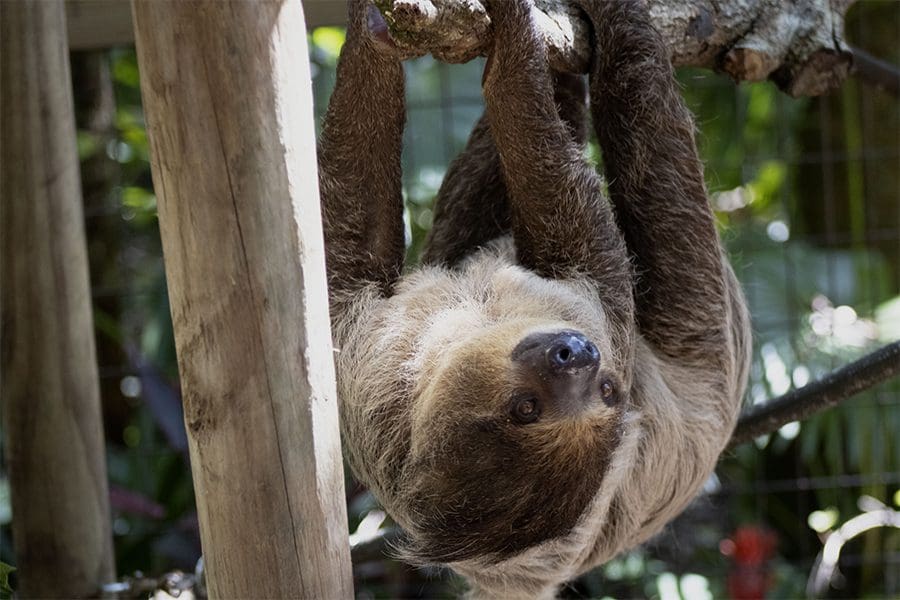 Two-toed sloth Lorenzo