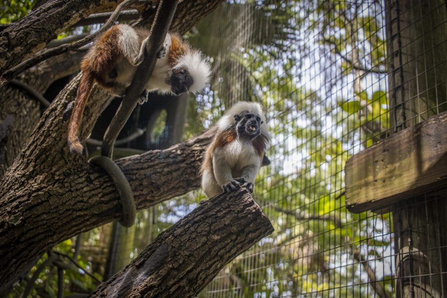 Two cotton-top tamarins look down from trees.