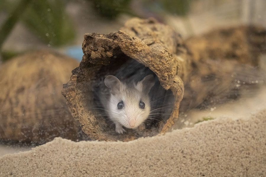 A Perdido Key beach mouse peeks out from a log.