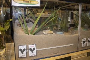 A glass tank full of sand, plants and shells.
