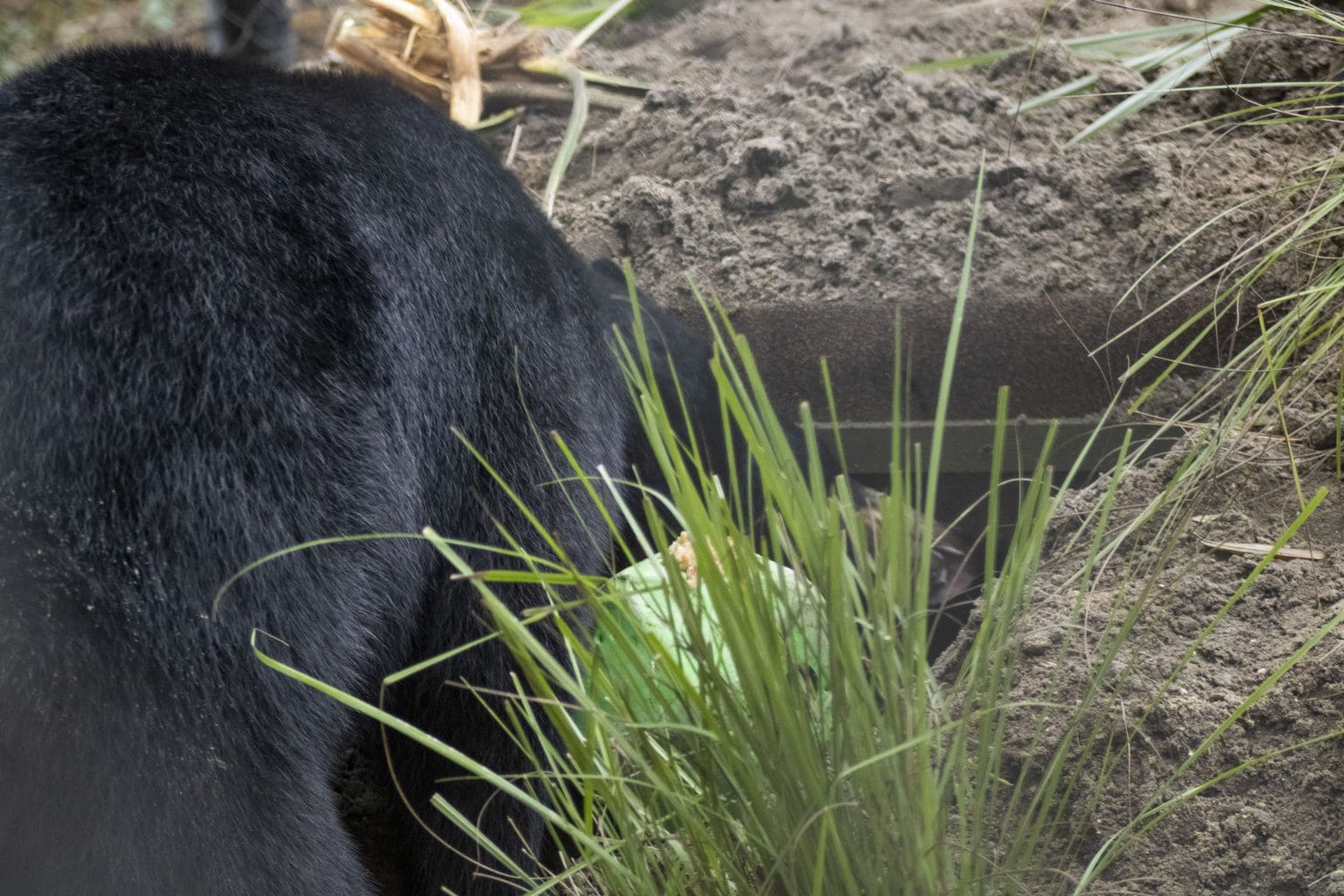 Giving our Florida Black Bears a Special Winter Home Brevard Zoo Blog