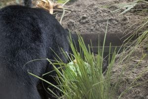 A Florida black bear peeks inside of his den at Brevard Zoo.