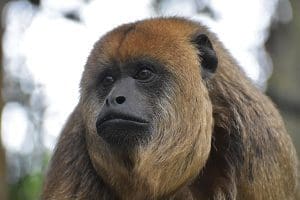 A female howler monkey looks off in the distance.