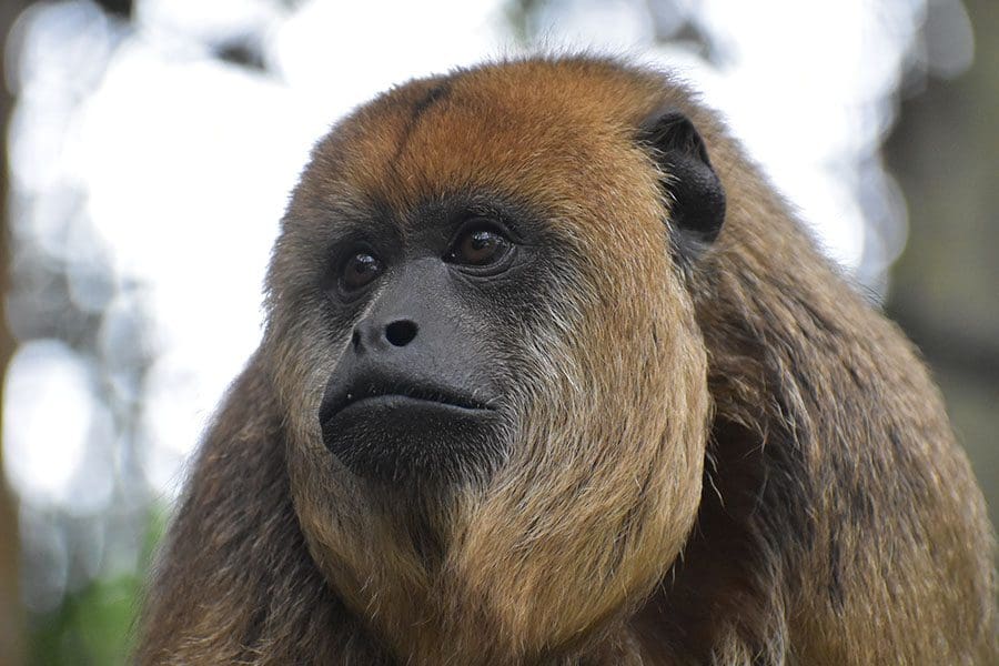 Alouatta caraya / Black howler in Wildlife World Zoo, Aquarium & Safari Park