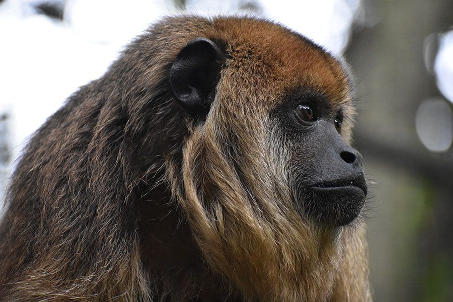 A female howler monkey looks off in the distance.