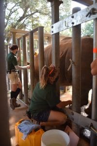 Rhino in chute training