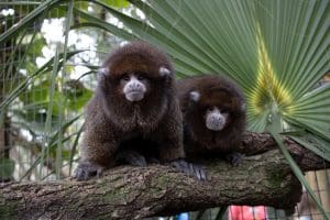 Two Bolivian gray titi monkeys look at the camera.