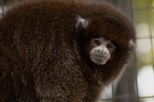 A Bolivian gray titi monkey looks at the camera.