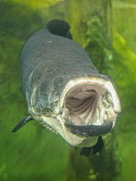 Arapaima with mouth open