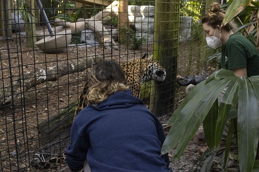 Mulac the jaguar receives a blood draw
