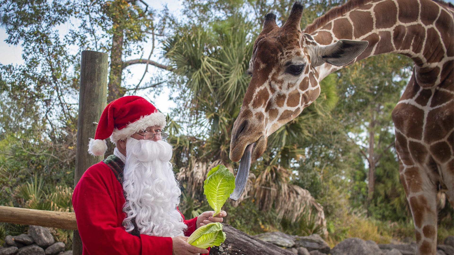 Santa feeds giraffe