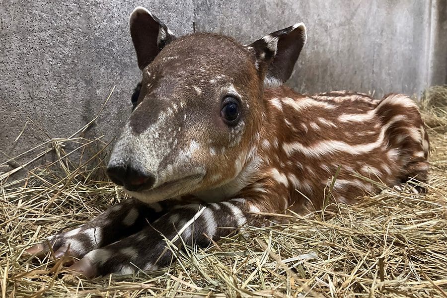 Meet Our Baby Tapir - Brevard Zoo Blog