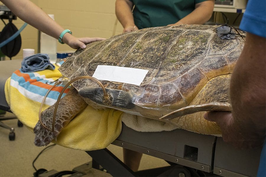 Loggerhead sea turtle receives NPWT treatment by veterinary staff
