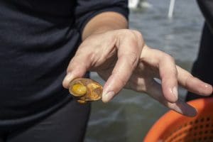 A person holds a clam