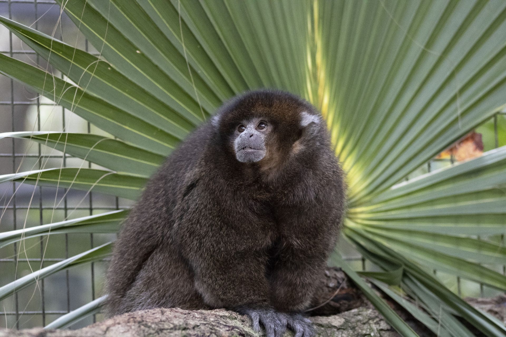 A Bolivian gray titi monkey looks away from the camera..