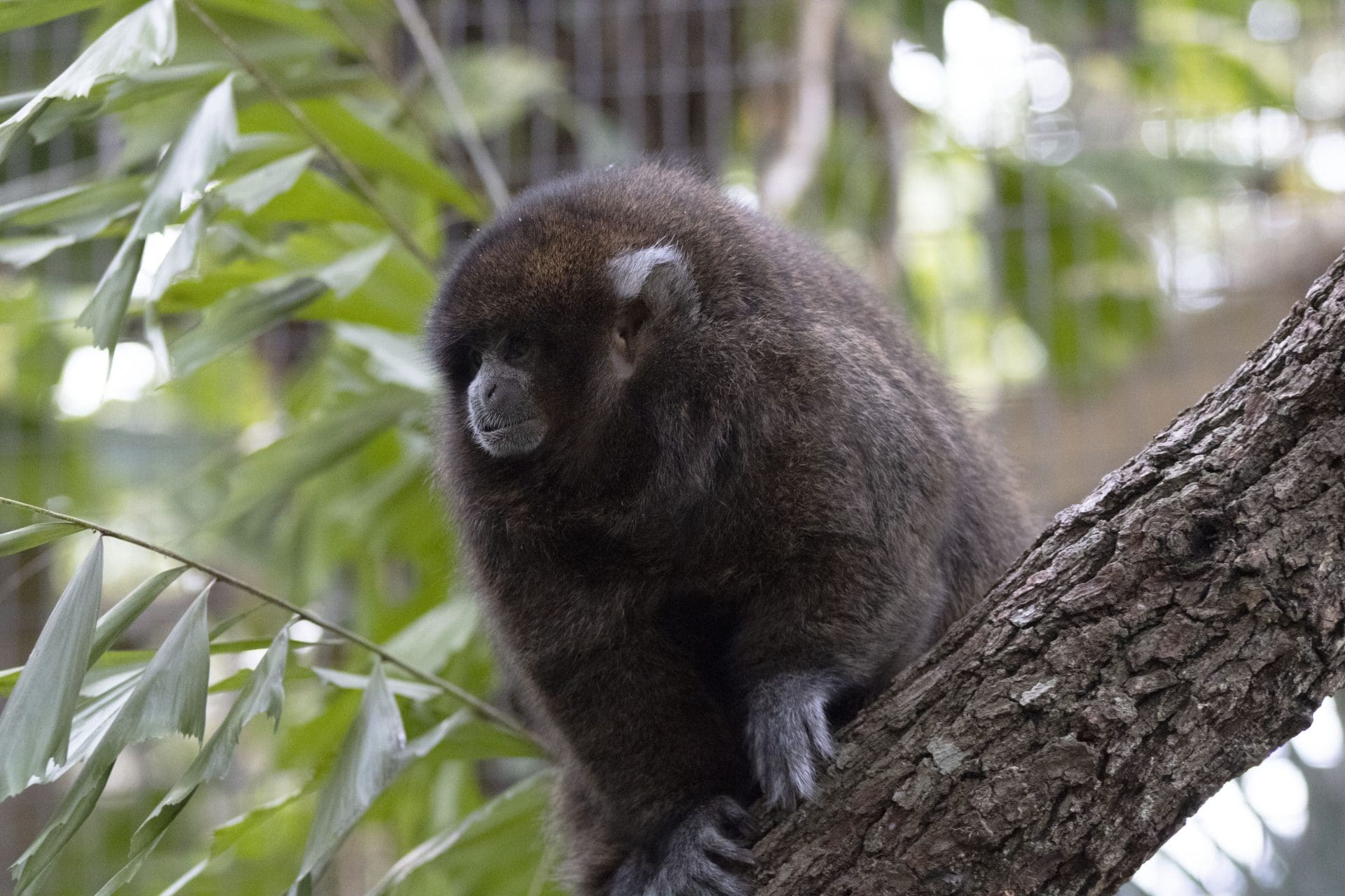 A Bolivian gray titi monkey looks away from the camera..