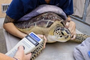 Sea Turtle vet exam