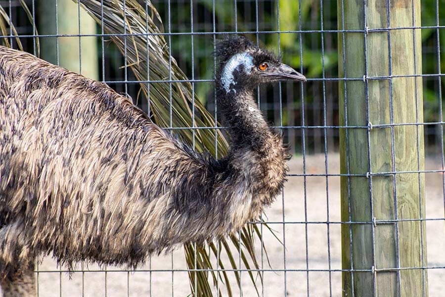 Daryll the emu