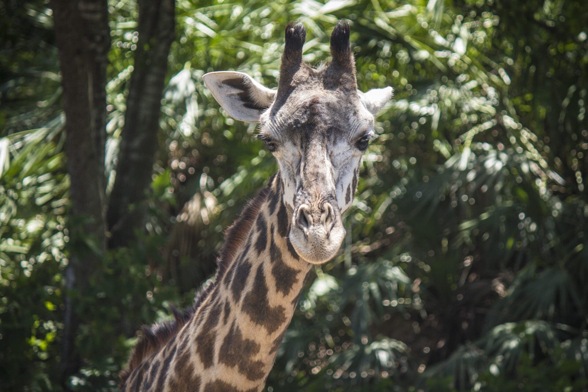 Remembering Johari - Brevard Zoo Blog