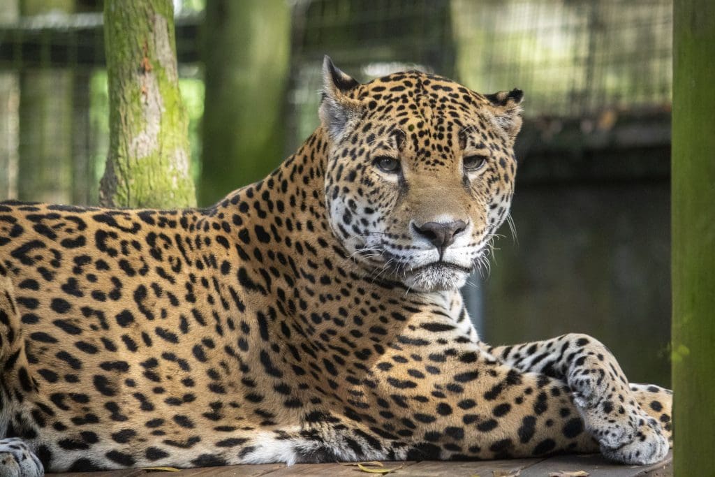 Mulac the jaguar