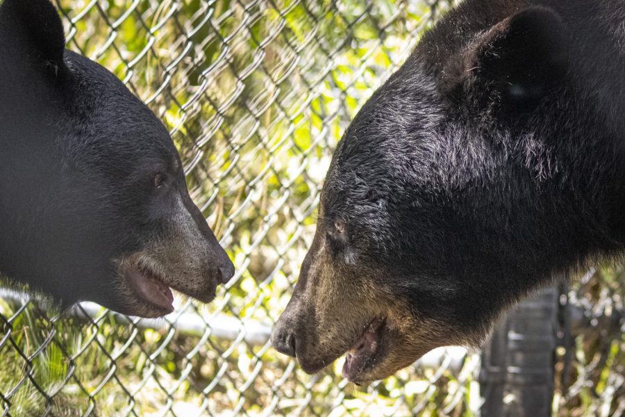 Two Florida black bears stare at each other