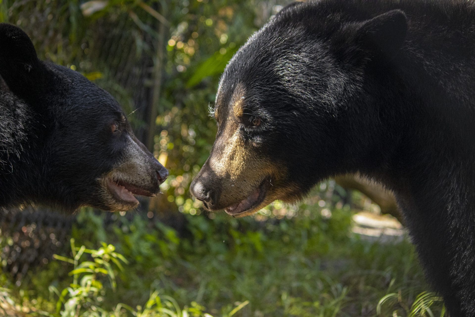 Two Florida black bears stare at each other