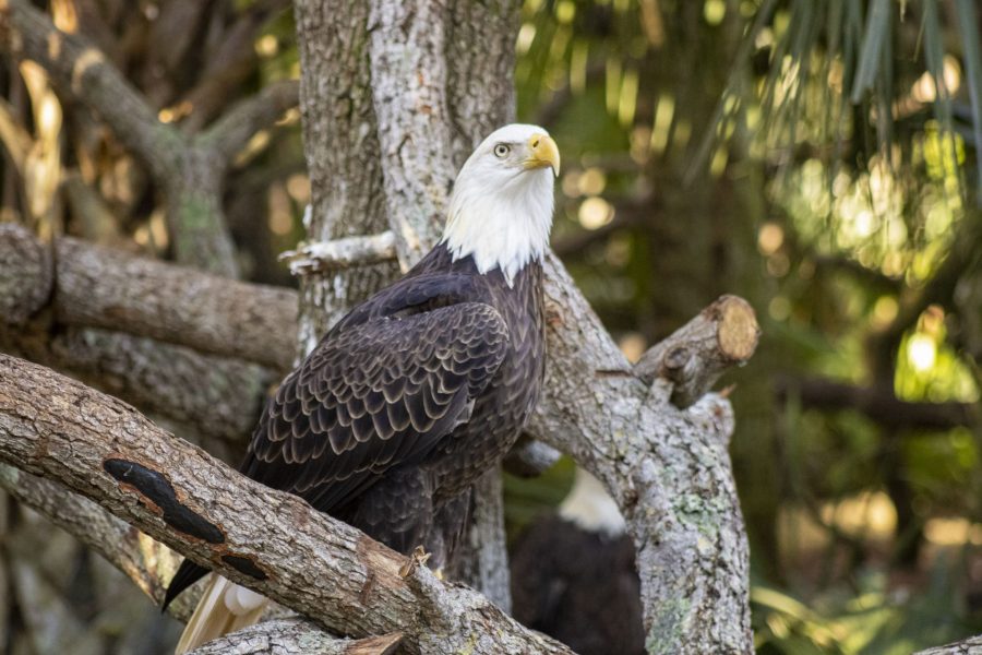 Meet Our Bald Eagles - Brevard Zoo Blog