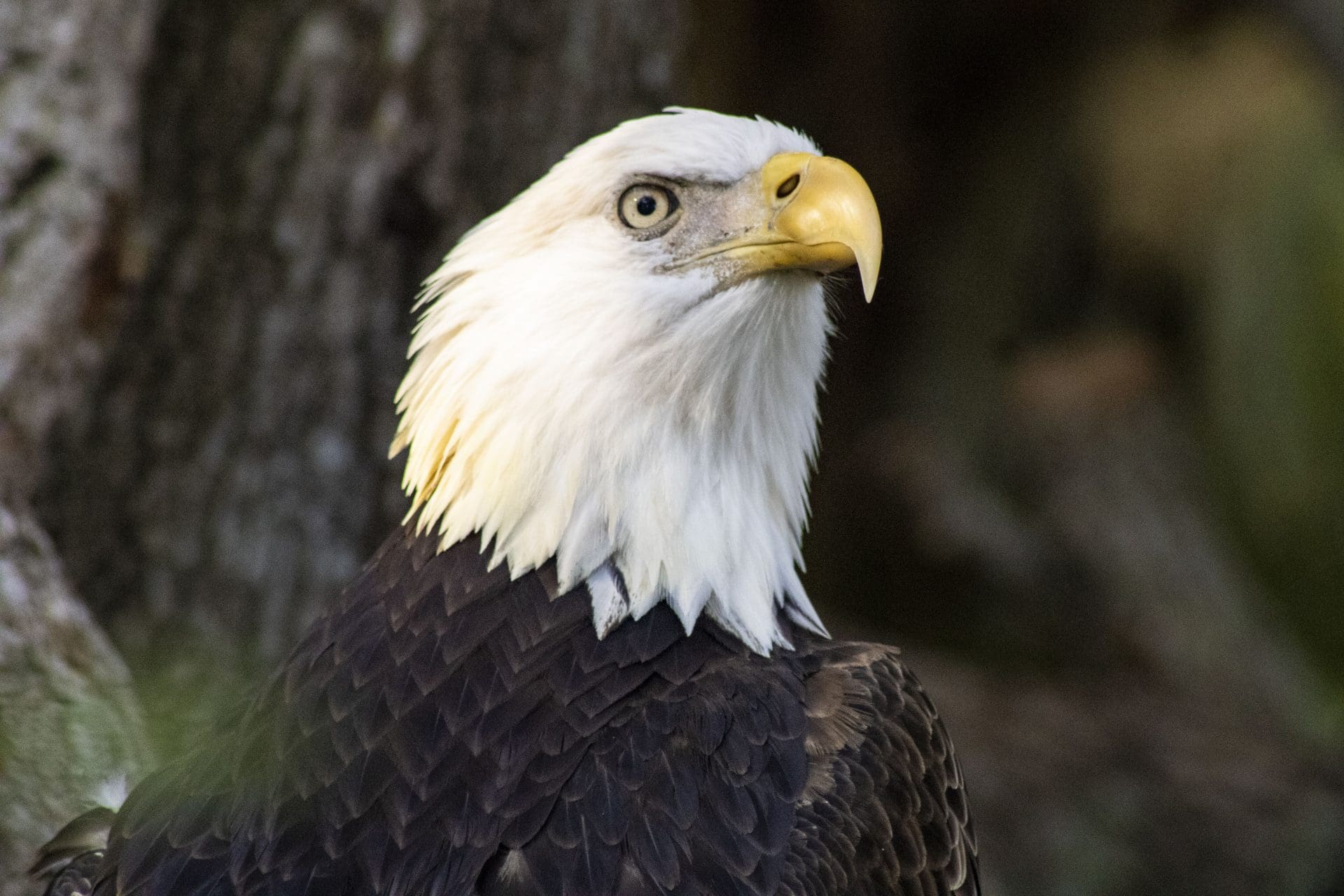 A bald eagle
