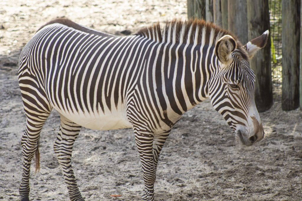 Iggy zebra pregnant