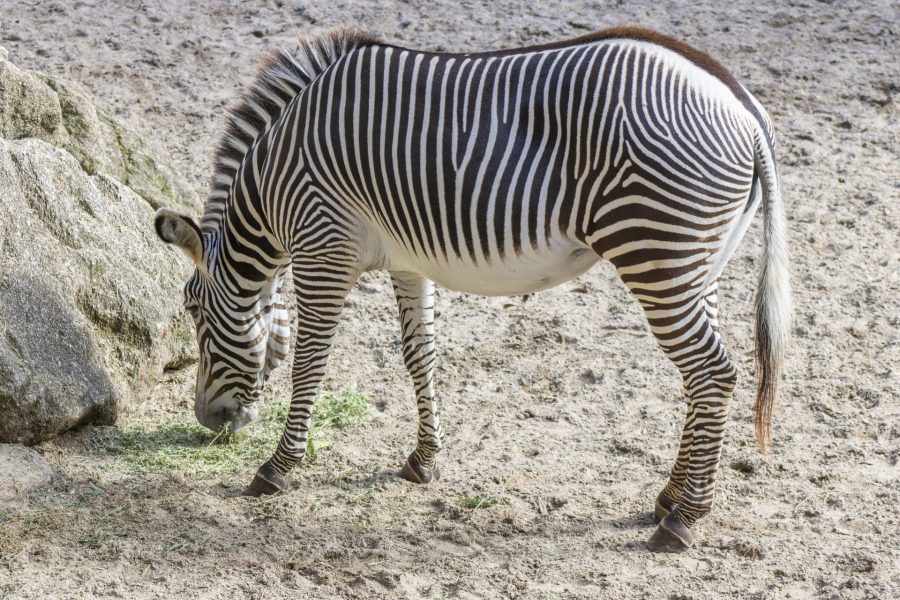 Iggy zebra pregnant