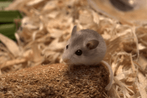 A new Perdido Key beach mouse at Brevard Zoo.