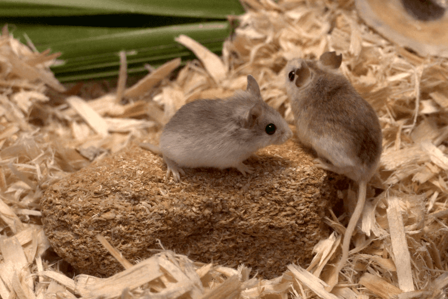 Father and son Perdido Key beach mice interact in their habitat at Brevard Zoo.
