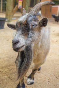 Goat Clarabelle
