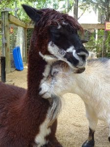 Goat Clarabelle cuddles with alpaca Carletta