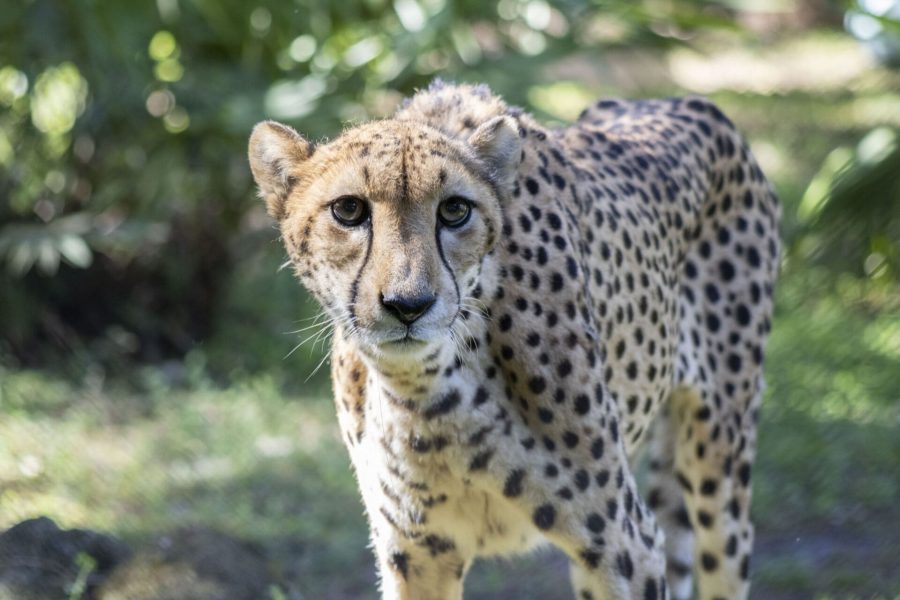 Pepper the cheetah