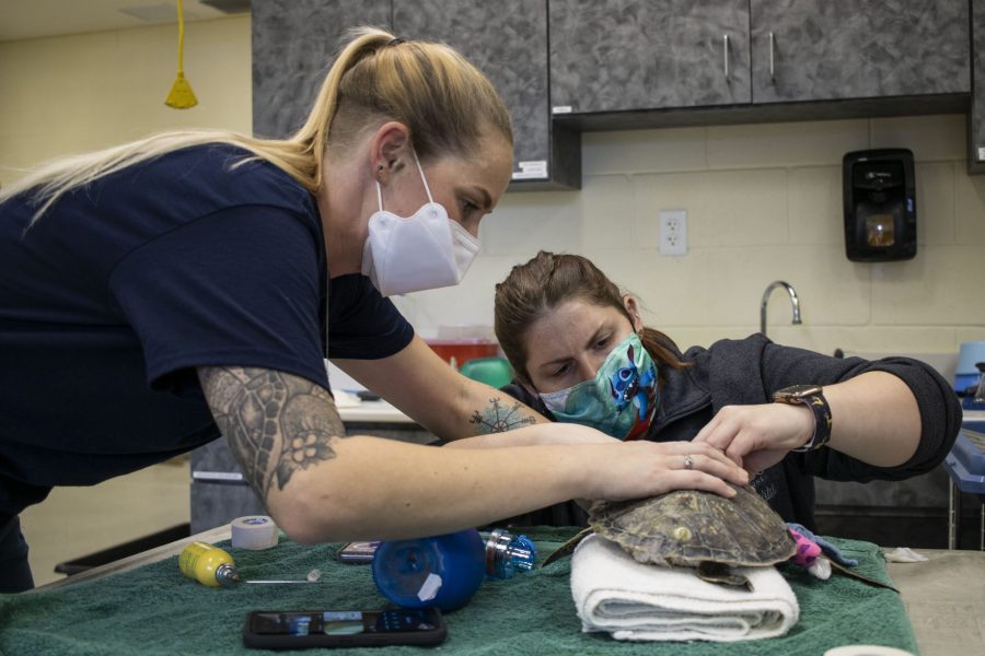 Veterinary nurses check over new sea turtle patients.