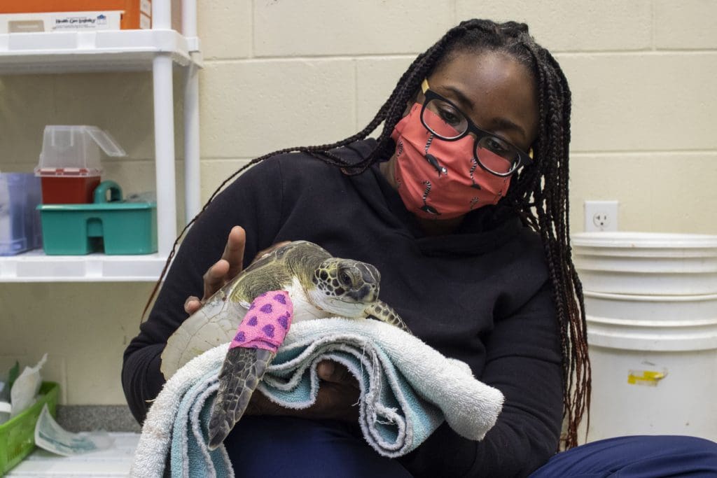 First Influx of Sea Turtle Patients for the Year - Brevard Zoo