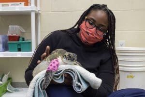 A veterinary nurse checks over a new sea turtle patient.