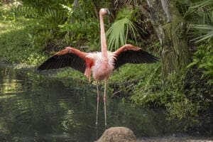 flamingo spreading wings