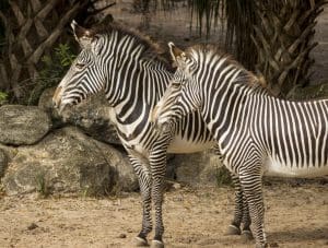 two zebra standing next to each other