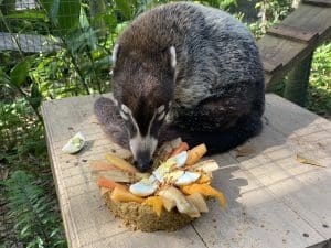 Katie the coati also enjoyed a birthday cake with eggs, vegetables and mealworms.