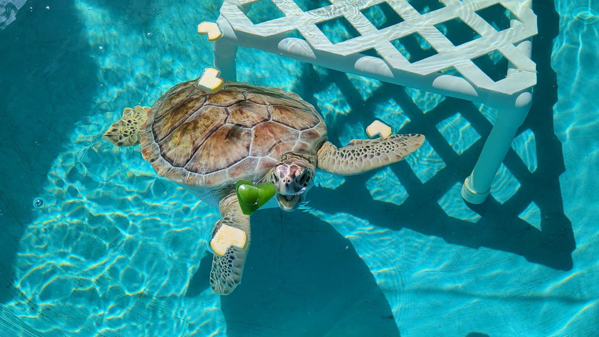 sea turtle valentines challenge