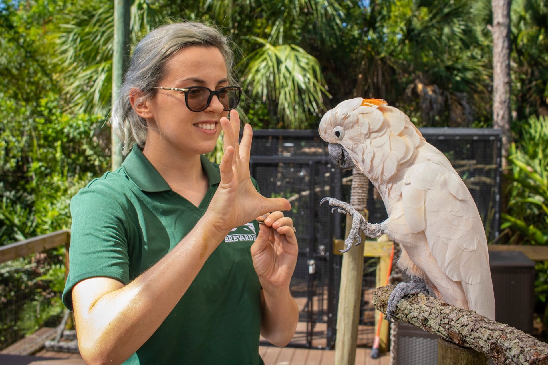 A female zookeeper is working with a white macaw.