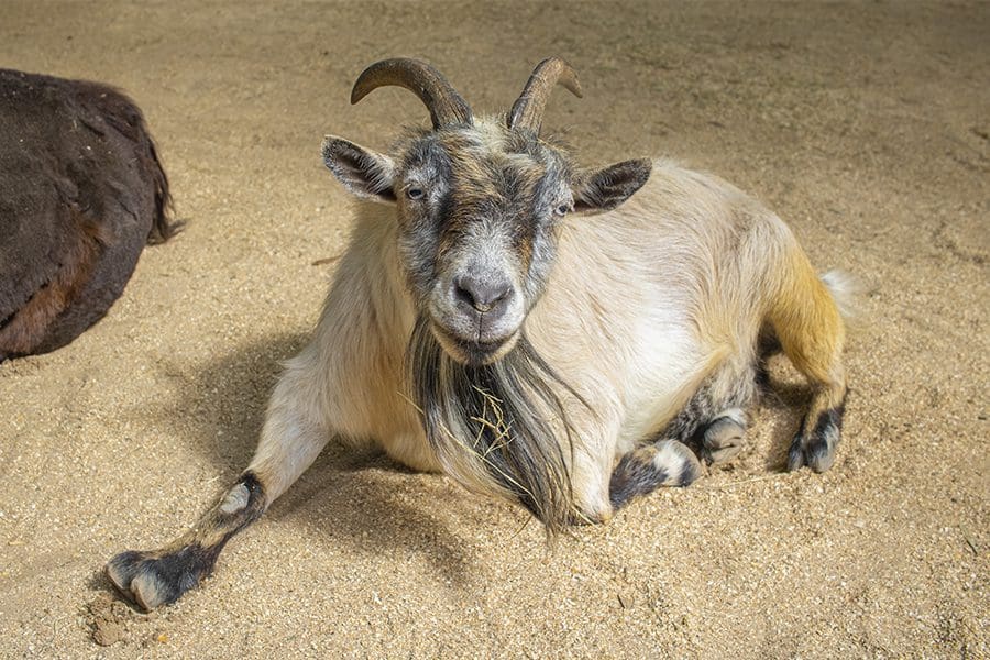 Goat Clarabelle
