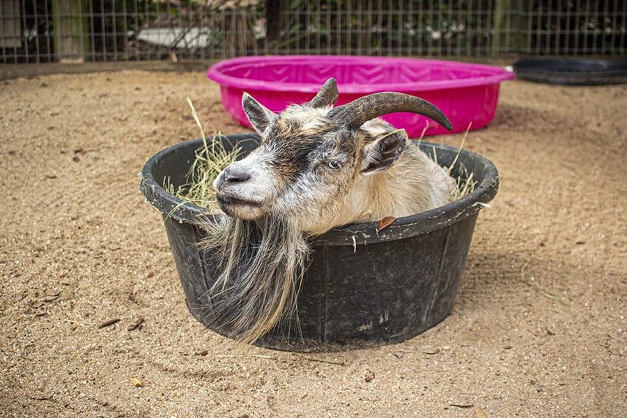 Goat Clarabelle laying in a bucket