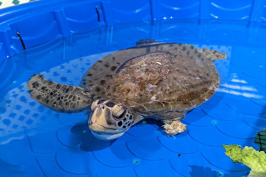 Green sea turtle Tri sits in blue pool