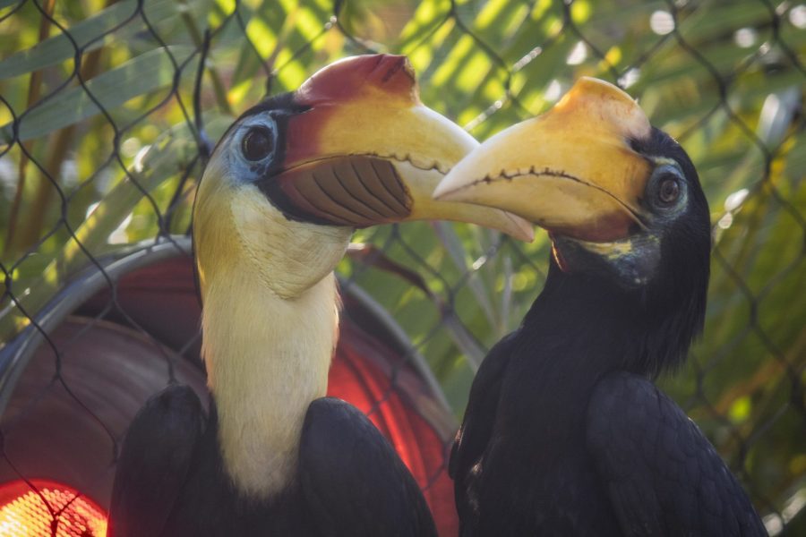 Brevard Zoo Blog | Take a Peek Behind the Scenes