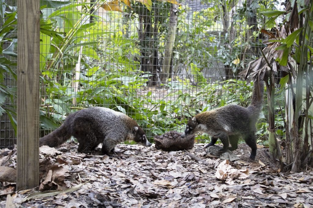 Two coatis get to know each other.