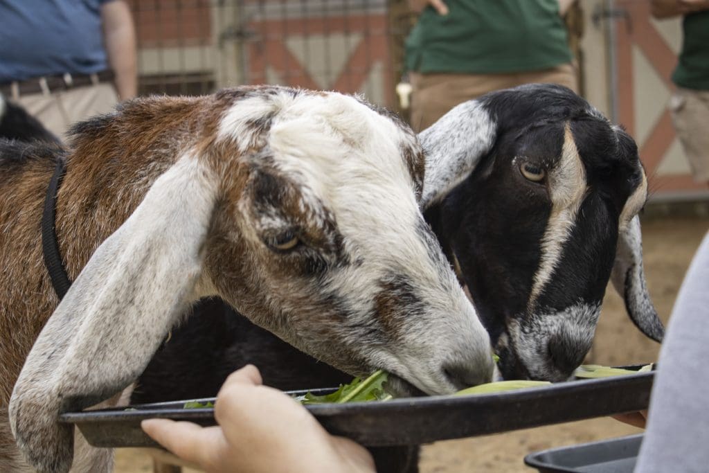 Lilly and Violet the Nubian goats enjoy a birthday treat together.