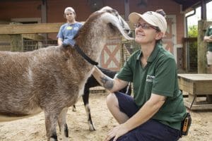 Lilly the goat gets a pet from one of her keepers, Em.
